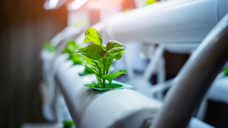 This Pool Noodle Seed Starting Hack Is A Plant Lover’s Dream