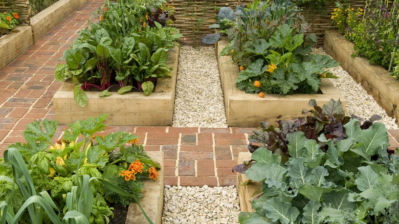 This Savory Herb Makes A Great Companion Plant For Your Vegetables