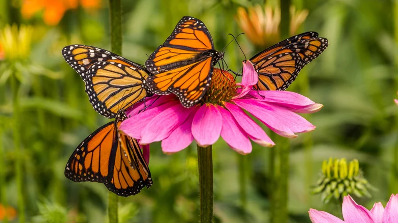 This Simple Fruit Trick Could Be The Key To A Garden Full Of Beautiful Butterflies