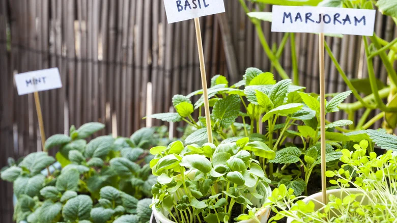 This Simple Hack Turns Plastic Containers Into Functional Plant Labels