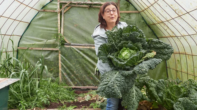 This Simple Trick Makes Harvest Cabbage So Much Easier