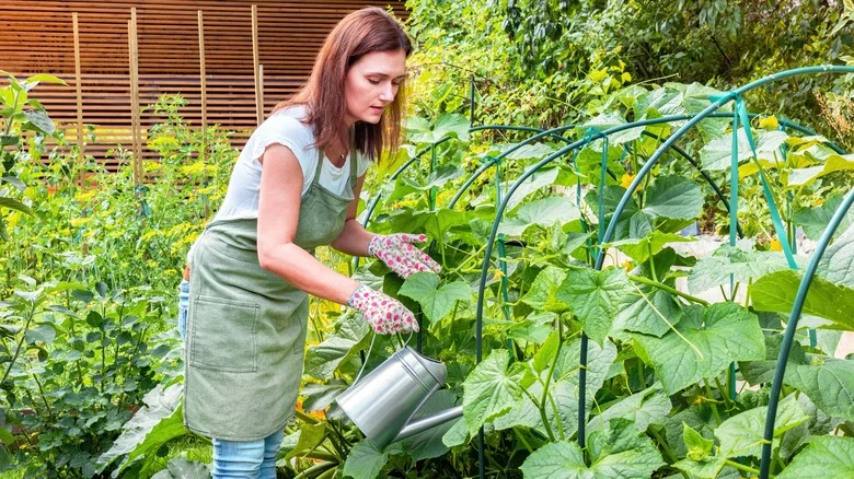 This Sunny Flower Is A Great Companion Plant For Cucumbers