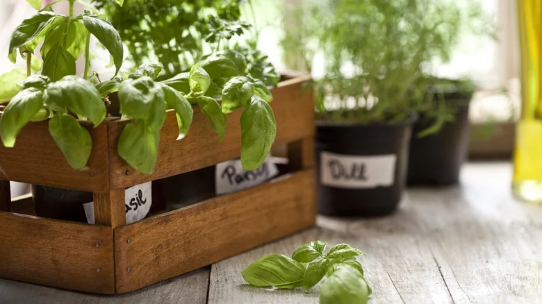 This TikTok Dollar Store Herb Garden Is Perfect For Beginner Gardeners