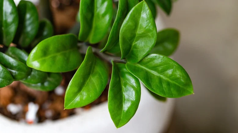 This TikTok Hack Is The Coolest Way To Propagate A Houseplant