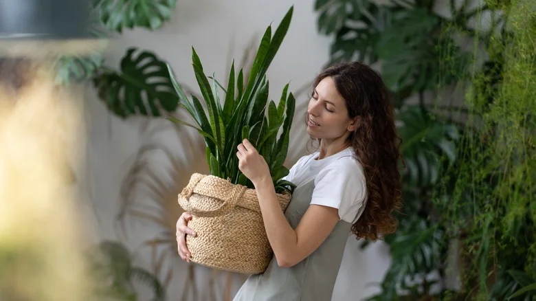 This TikTok Hack Will Forever Change The Way You Repot Snake Plants