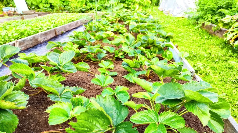 This Tiny Detail On A Strawberry Plant Could Impact Your Entire Harvest