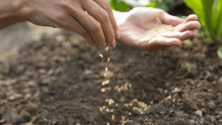 This Wildflower Is An Easy To Propagate Perennial For Beginner Gardeners