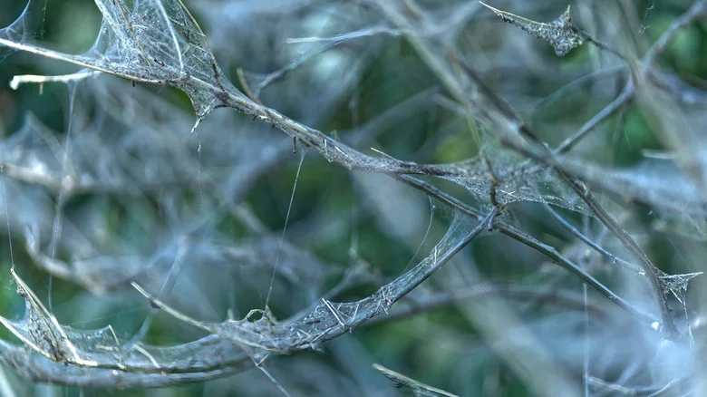 Those Webs Covering Your Shrubs Aren’t Spiders. Here’s What They Are & What To Do About It