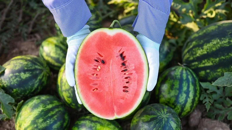 Three Easy Tips To Know When Your Watermelons Are Ripe And Ready To Harvest