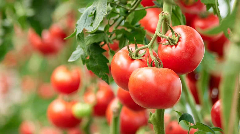 Thriving Tomato Plants Come Easy With This All-Natural Fertilizer You Might Already Have