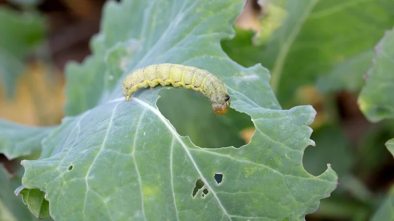 TikTok Has A Genius Hack For Getting Rid Of Destructive Lawn Armyworms