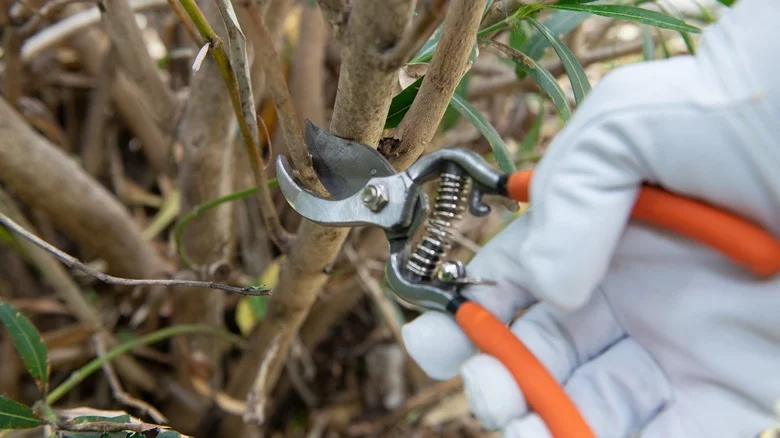 TikTok Professional Gardener Proves You’re Not Tough Enough When Pruning Your Rhodedendrons