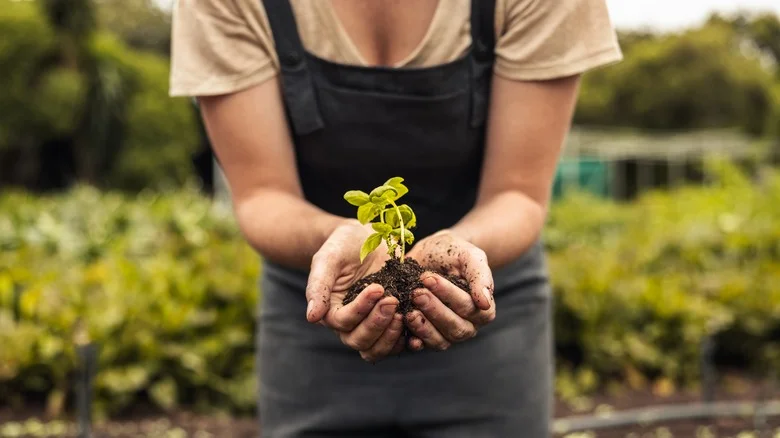 TikTok Recommends Spending 50-85 Percent Of Your Gardening Doing This