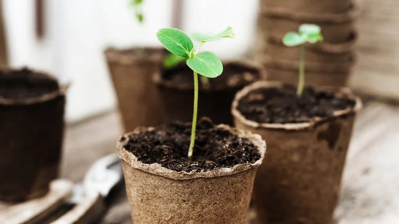 TikTok Seed Starting Hacks You’ll Love For Your Garden