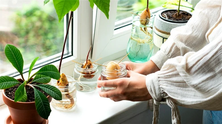TikTok Shares A Different Method For Growing Avocado Trees & We’re Obsessed