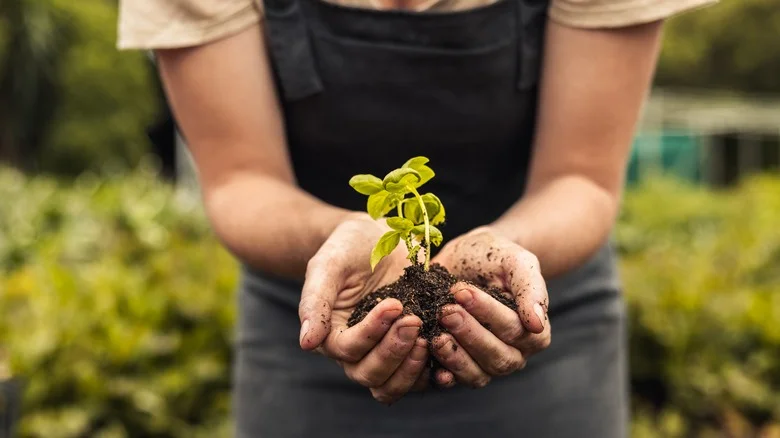 TikTok Shares A Nifty Mason Jar Hack To Sprout Any Seed Fast