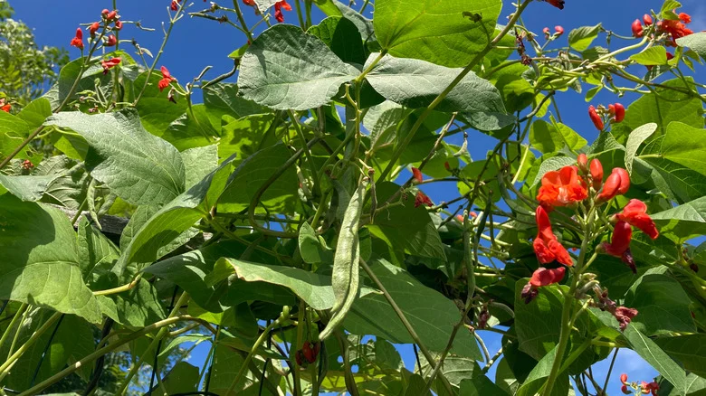 TikTok Shares An Affordable DIY Bean Trellis Anyone Can Make