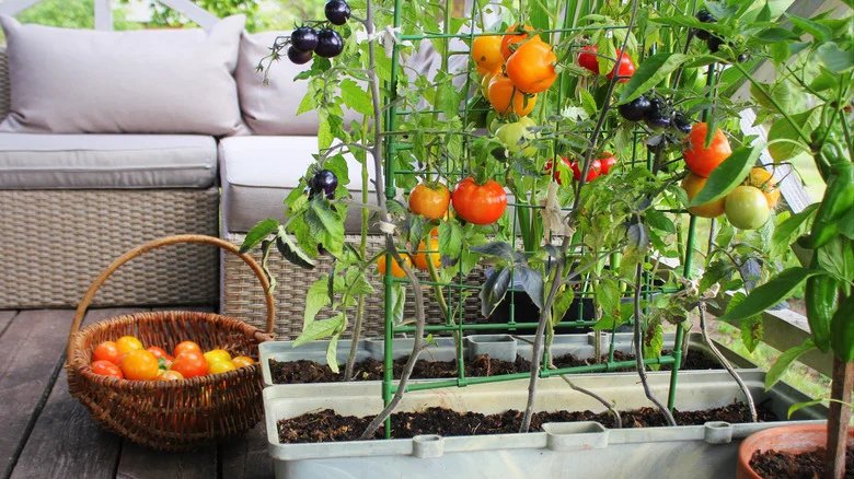 TikTok Shares An Essential Garden Tool For Growing Tomatoes