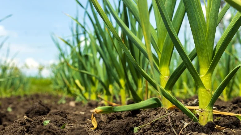 TikTok Shares The Easy Way To Know When Your Garlic Is Ready To Harvest