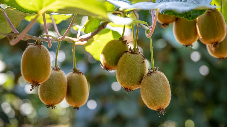 TikTok Shares The Key To Growing Delicious, Juicy Kiwi In Your Garden