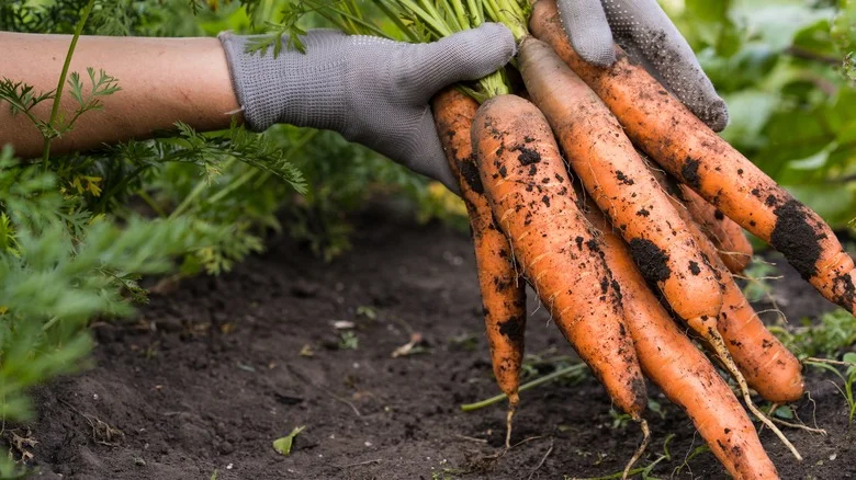 TikTok Shares The Key To Growing Perfect Carrots For A Delicious Harvest