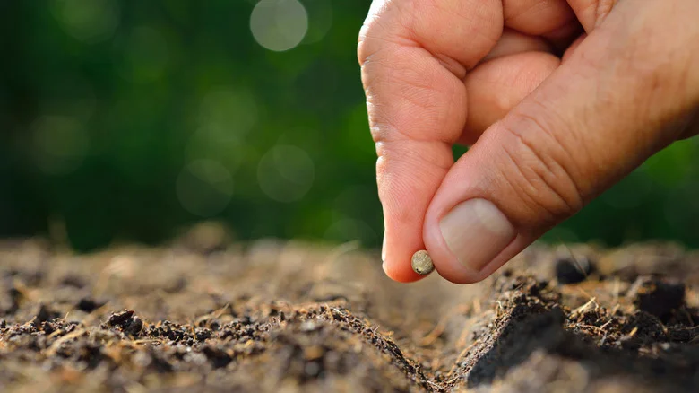 TikTok Shares The Plants & Veggies You Should Start Growing In Late June