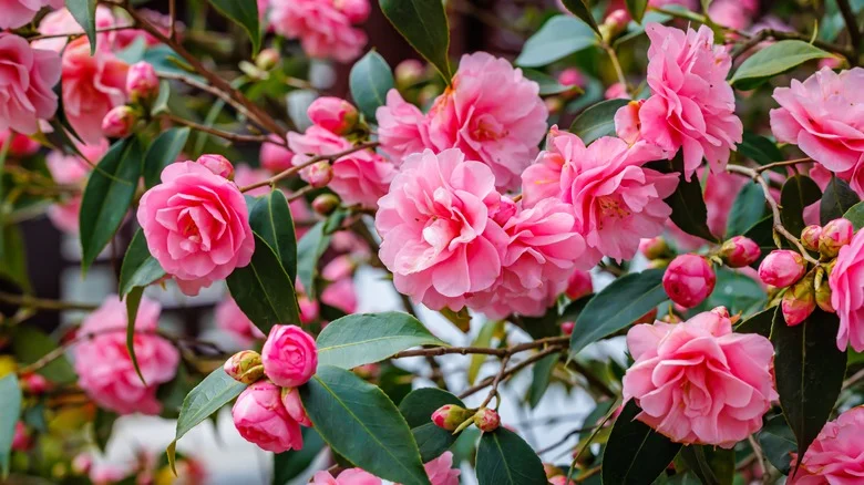 TikTok Shares The Secret Ingredient You Need To Grow Thriving Camellias