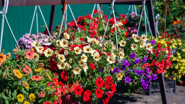 TikTok Shows Us A Genius Way To Use Hanging Plant Baskets For A Beautiful Flower Display