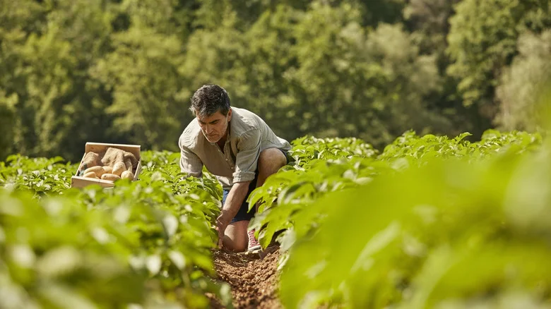 TikTok Shows Us How To Grow Potatoes Without Digging, But Does It Really Work?