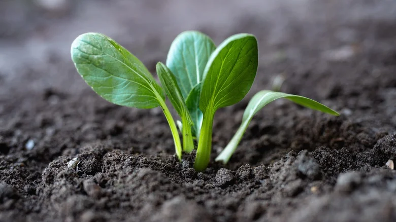 TikTok Shows Us How To Successfully Grow Bok Choy From Seed For A Tasty Harvest