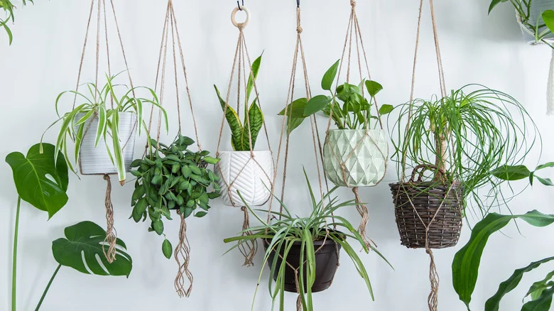 TikTok Turns An Extra IKEA Table Leaf Into A Beautiful Place For Hanging Plants
