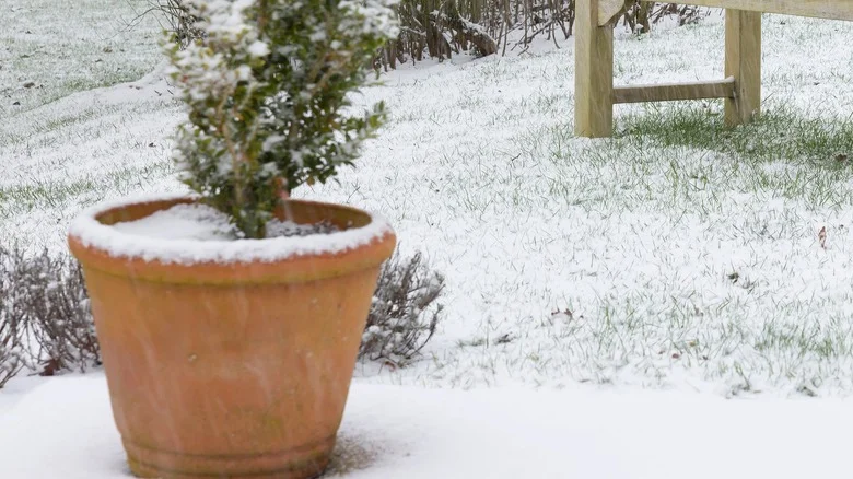 TikTok Uses Gutter Tape To Save Planters From Freezing, But Is It A Good Idea?