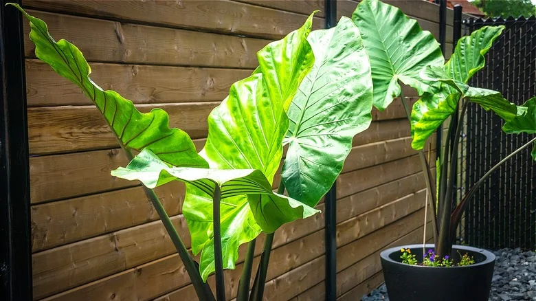 TikToker Shares A Genius Way To Get The Most Out Of Your Elephant Ear Plants