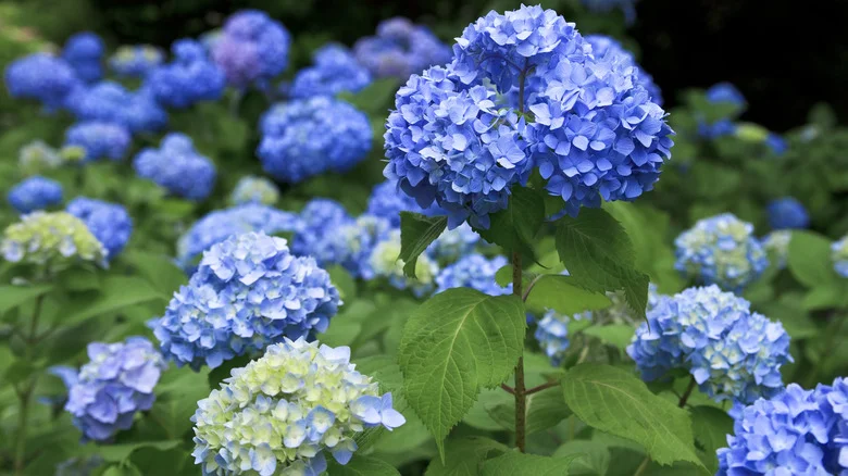 TikTok’s Bizarre Advice For Hydrangeas Comes Straight From The Bathroom. But Does It Work?