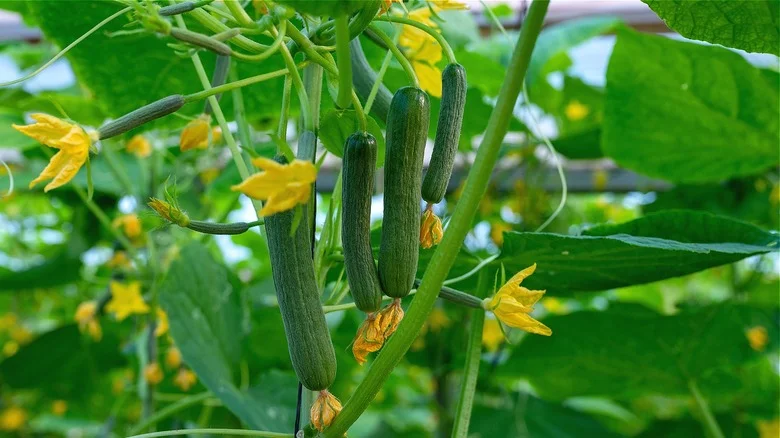 TikTok’s Clever Trick For Growing Cucumbers Vertically Is A Total Game Changer