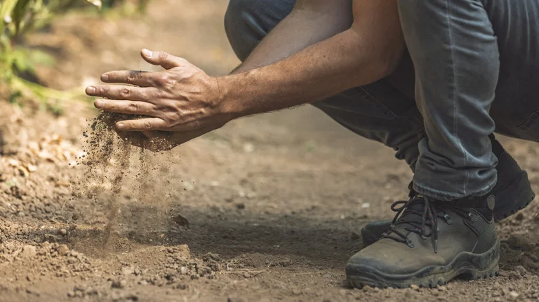 TikTok’s DIY Garden Tool That Will Save You Time And Improve Your Soil