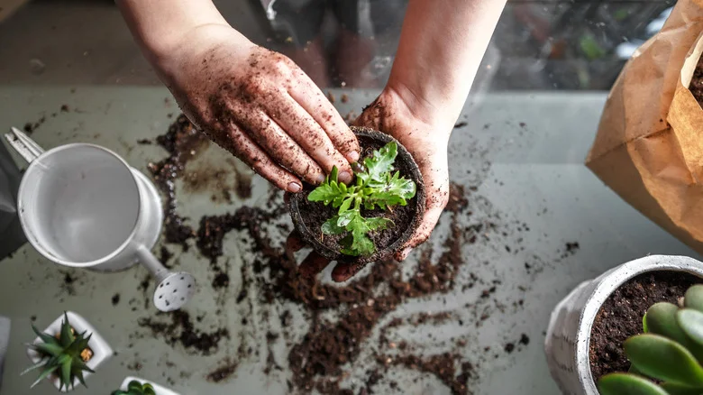 TikTok’s DIY Potting Soil Recipe Can Save Money And Give You A Green Thumb