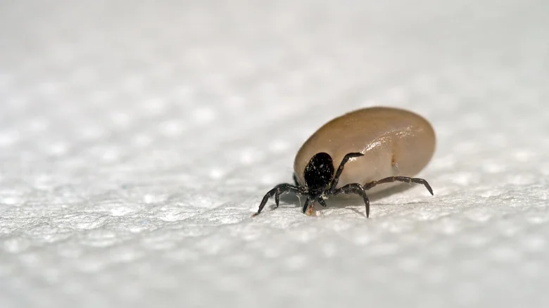 TikTok’s Dryer Lint Hack To Prevent Ticks Has Viewers Divided