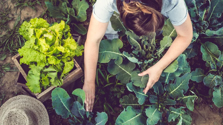 TikTok’s Garden Marker Hack Makes Keeping Track Of Your Plants So Simple