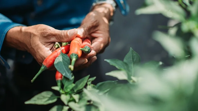 TikTok’s Gardening Community Gives Their Top Advice For Growing Peppers