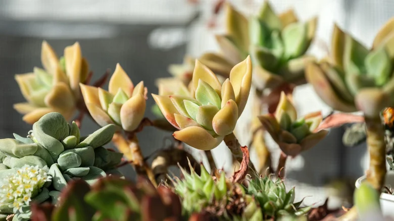 TikTok’s Genius Hack For Propagating Succulents Is Absolutely Worth Trying