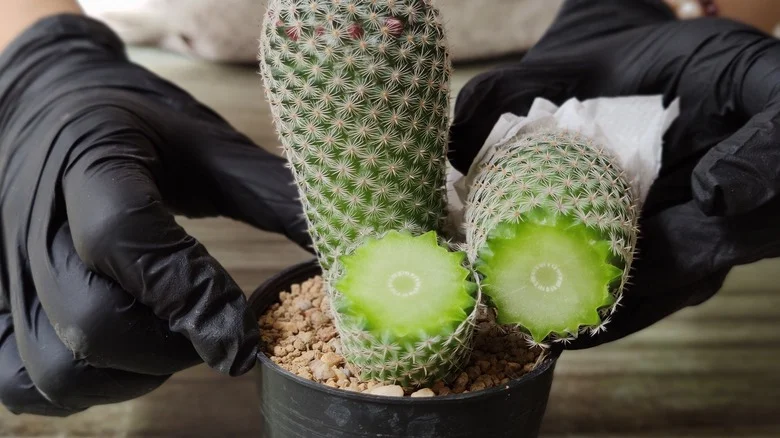 TikTok’s Genius Hack Saves You From Pricks While Propagating Cacti