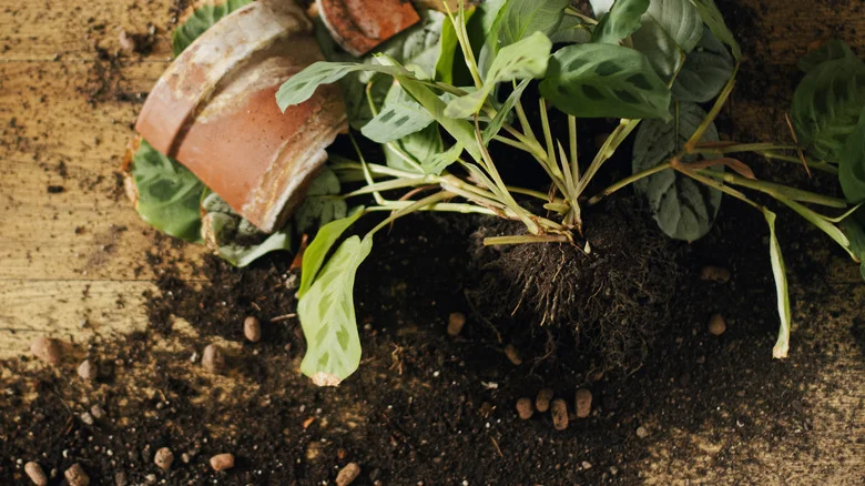 TikTok’s Genius Wire Shelving Hack Makes Potting Plants Easier Than Ever