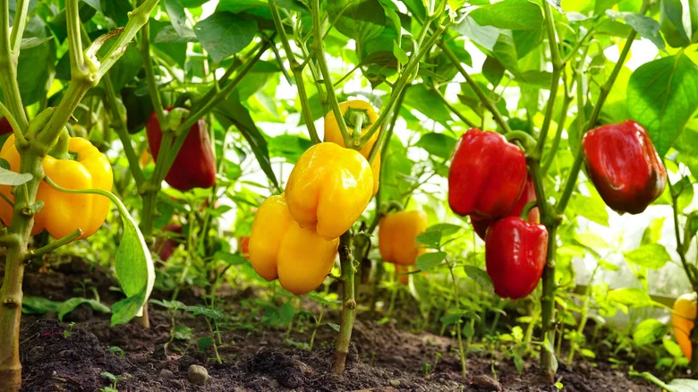 TikTok’s Handy Garden Tip For Growing Bigger Bell Peppers