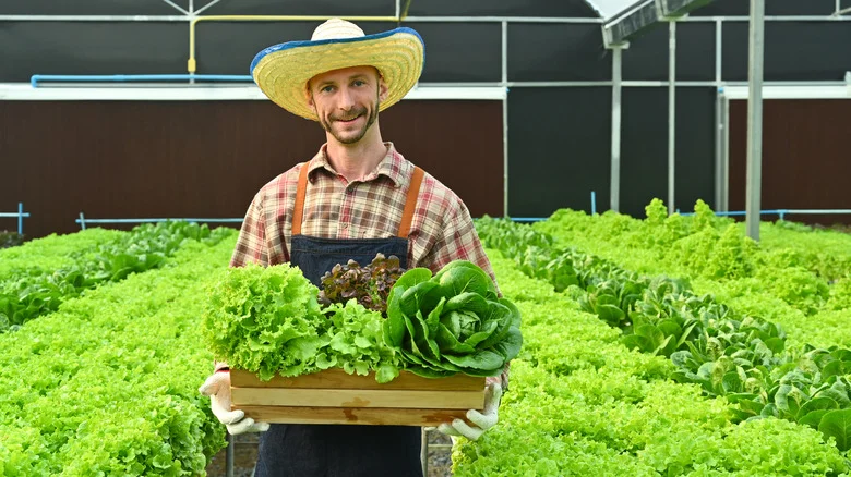 TikTok’s Lettuce Seed Harvesting Trick For Unlimited Crops