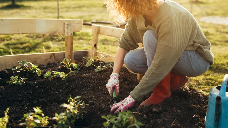 TikTok’s Money-Saving Advice For Starting A Garden On A Budget
