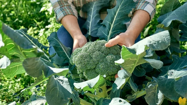 TikTok’s Must-Know Tip To Maximize Your Broccoli Harvest