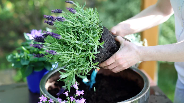 TikTok’s Natural Answer To Mosquito Pest Control Is An Easy DIY Planter