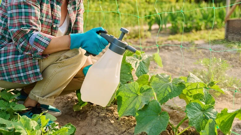 Tiktok’s Ocean-Inspired Fertilizer Promises A Healthy Garden, But Is It Worth It?