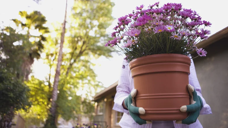TikTok’s Plant Repotting Hack That Will Make Clean Up A Breeze